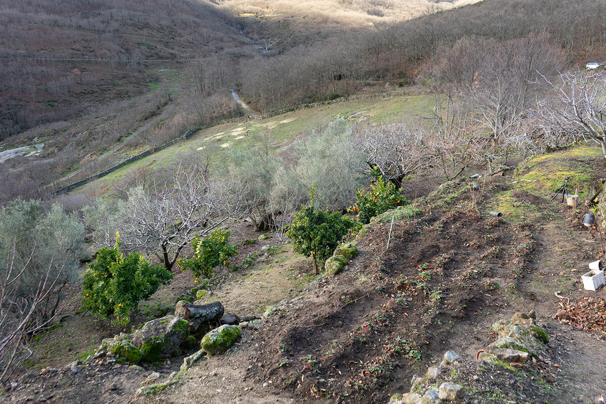 Parcela en producción con extenso prado en Garganta La Olla, Cáceres.