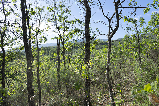 caseta001_2